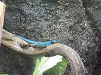 Himmelblauer Zwergtaggecko / Lygodactylus williamsi 1.0 ENZ 2024