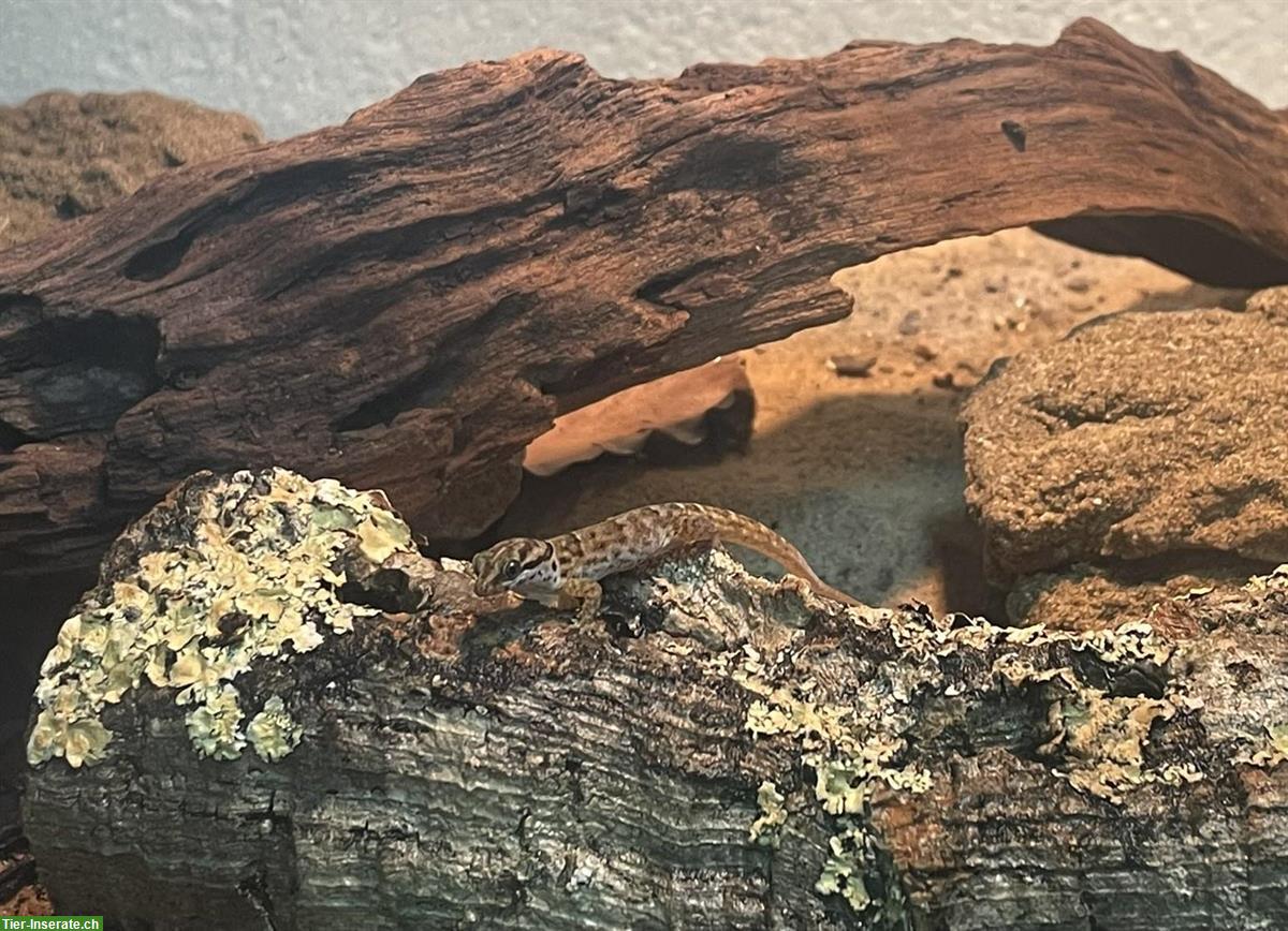 0.1 Kugelfingergecko (Gonatodes antillensis) zu verkaufen