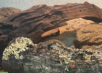0.1 Kugelfingergecko (Gonatodes antillensis) zu verkaufen