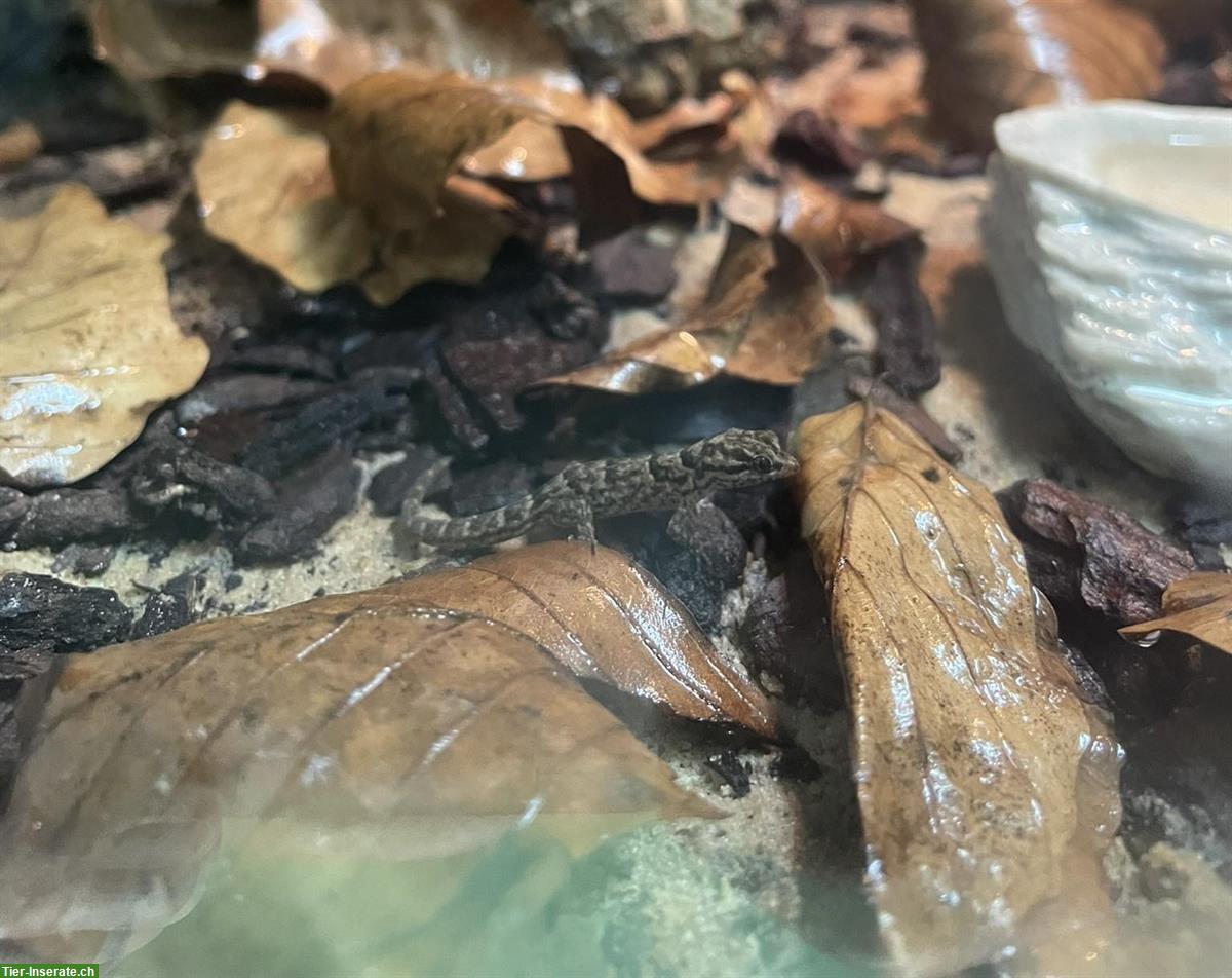Bild 2: 0.1 Kugelfingergecko (Gonatodes antillensis) zu verkaufen