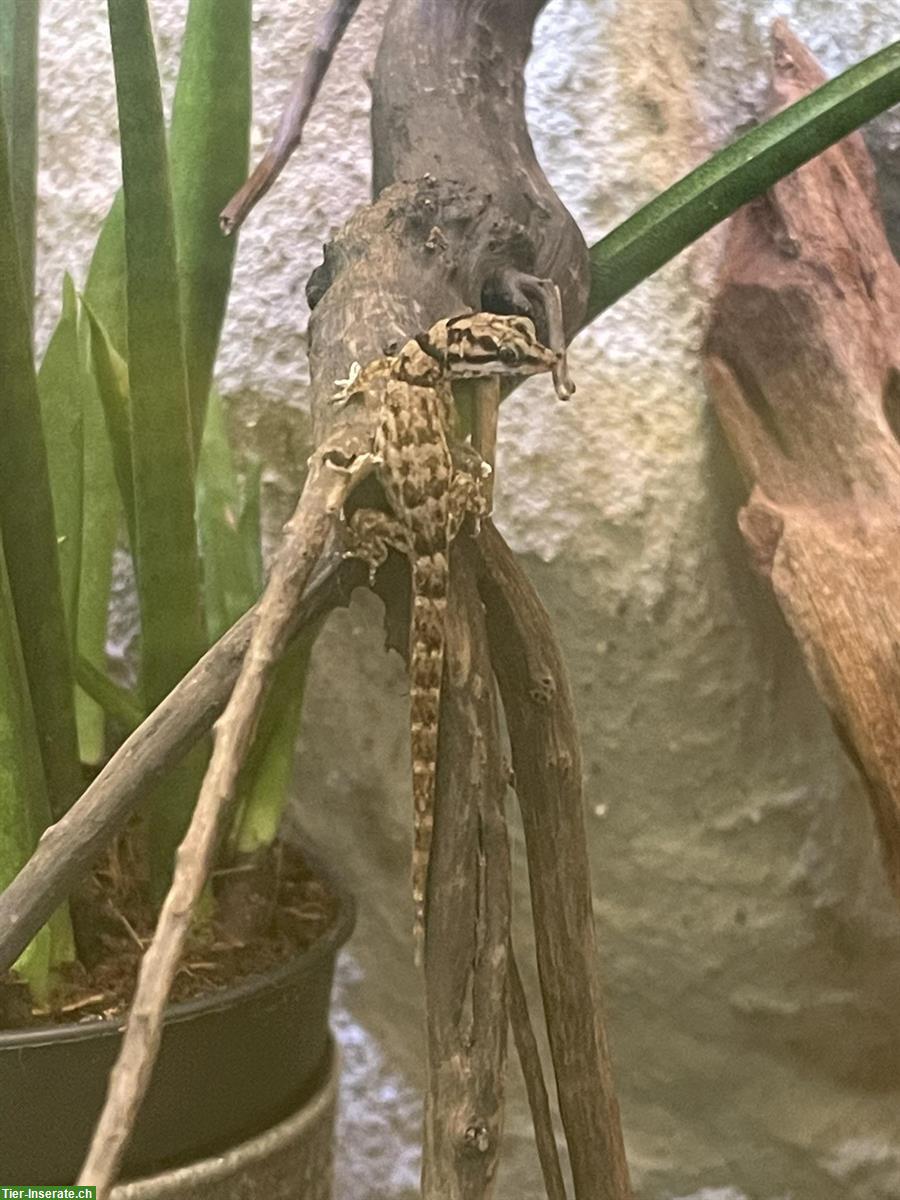 Bild 3: 0.1 Kugelfingergecko (Gonatodes antillensis) zu verkaufen