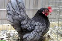 Blaue Chabos Henne GESUCHT