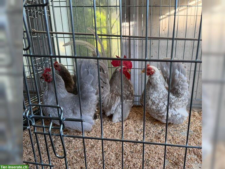 Bild 2: Blaue Chabos Henne GESUCHT