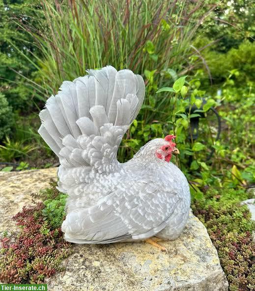 Bild 3: Blaue Chabos Henne GESUCHT