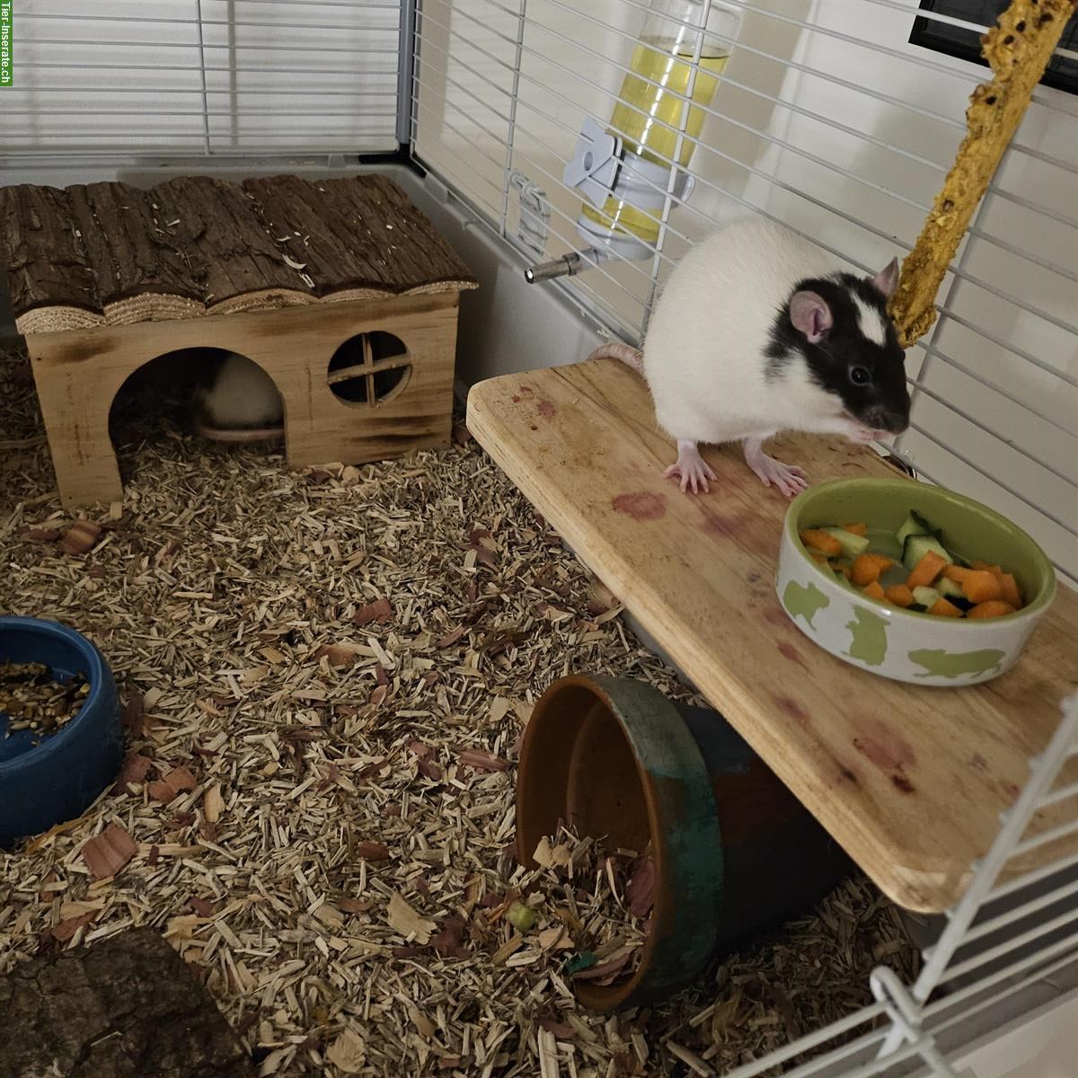 Bild 2: Unsere 2 Farbratten Weibchen suchen ein neues Plätzchen