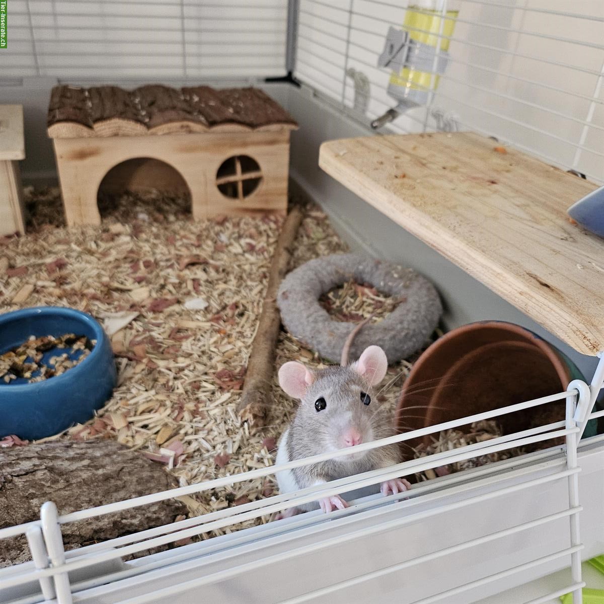 Bild 3: Unsere 2 Farbratten Weibchen suchen ein neues Plätzchen