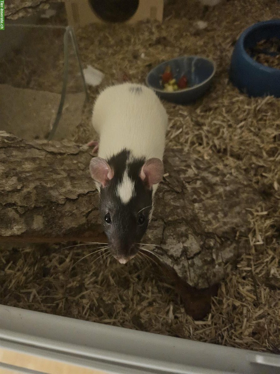 Bild 4: Unsere 2 Farbratten Weibchen suchen ein neues Plätzchen