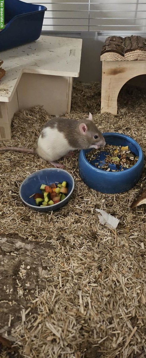 Bild 5: Unsere 2 Farbratten Weibchen suchen ein neues Plätzchen