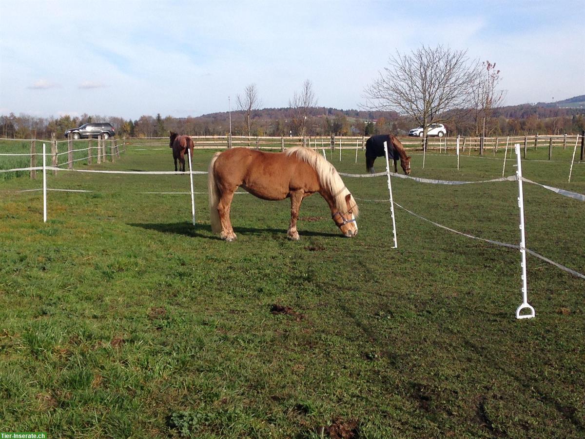 Suche nettes Pony/Pferd ans Futter