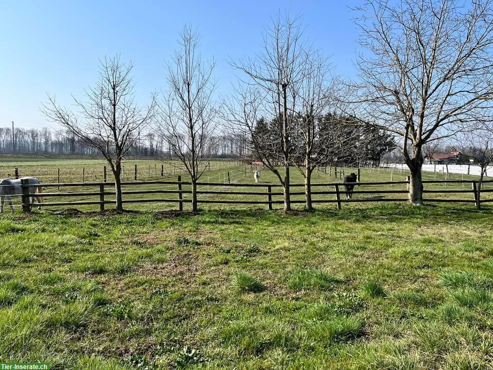 Bild 2: Suche nettes Pony/Pferd ans Futter