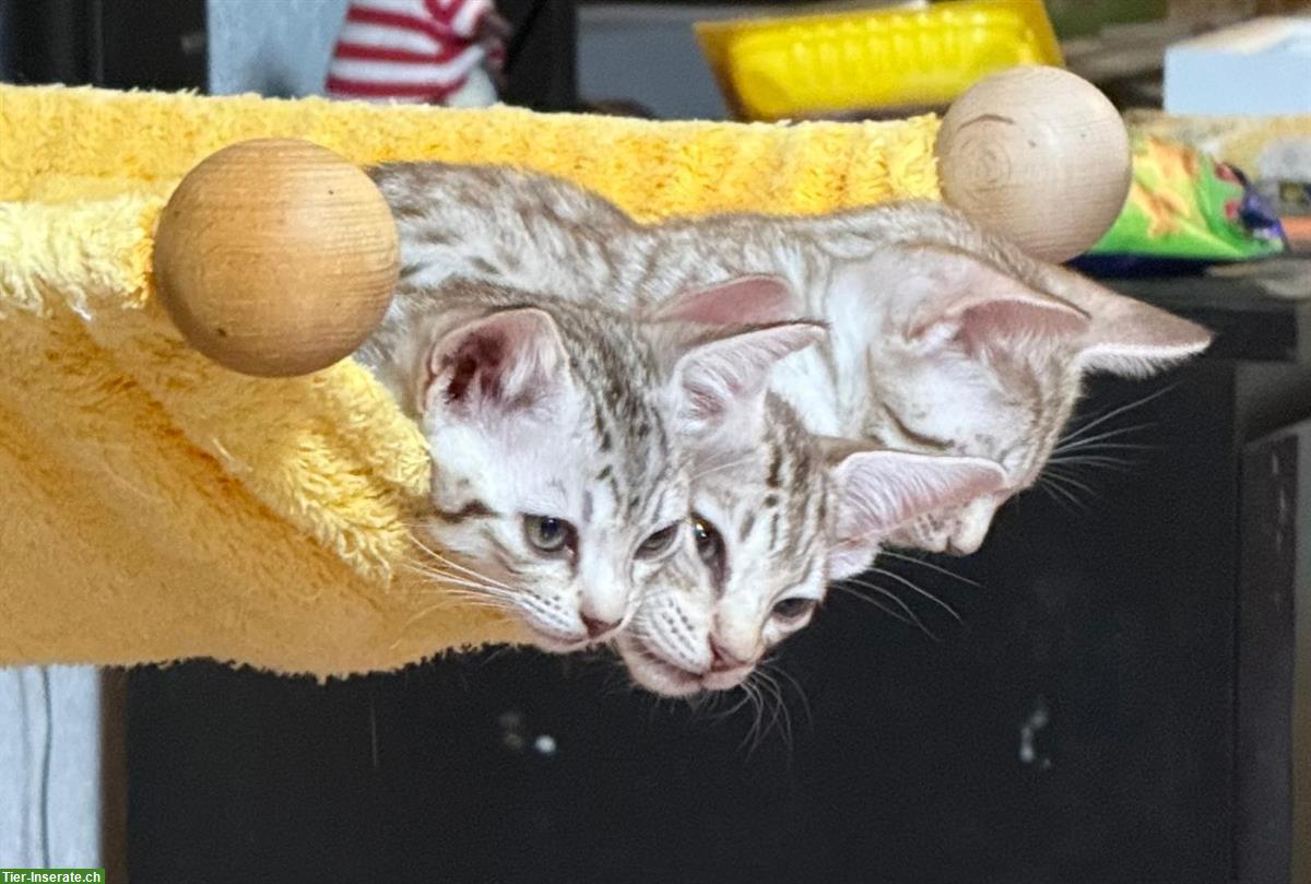 2 Kitten und Vater suchen neues zuhause