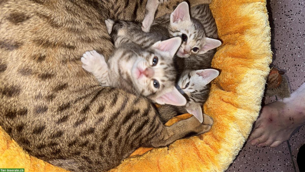 Bild 2: 2 Kitten und Vater suchen neues zuhause