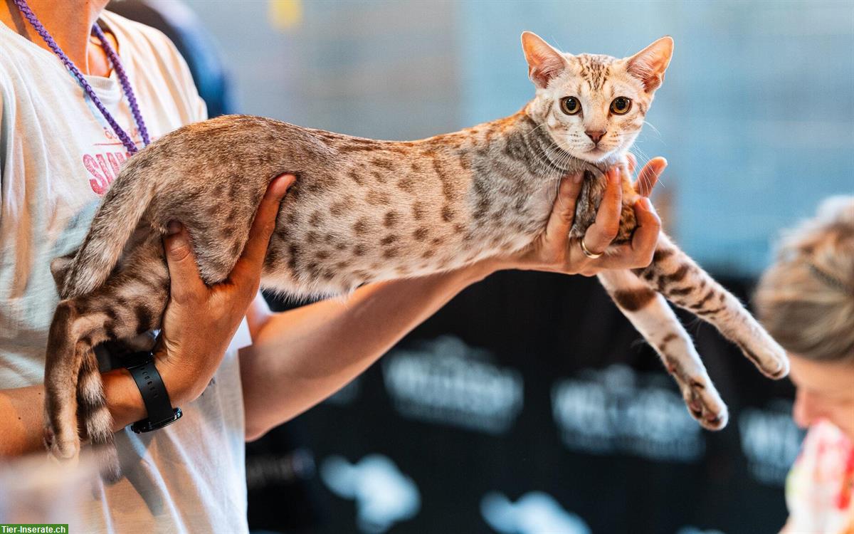 Bild 3: 2 Kitten und Vater suchen neues zuhause