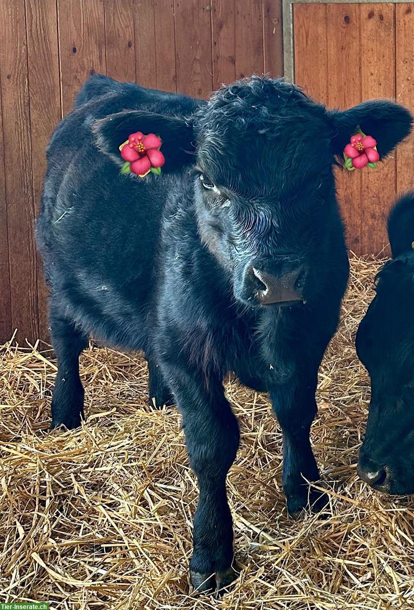 Lowline Cattle (kleine Angus) Bullenkalb zu verkaufen
