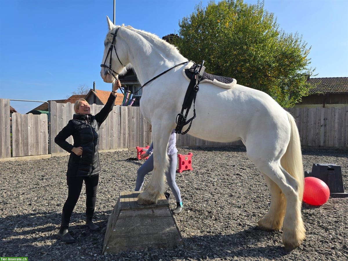 Reitbeteiligung in Hellbühl LU für Friesenwallach & Shire Stute