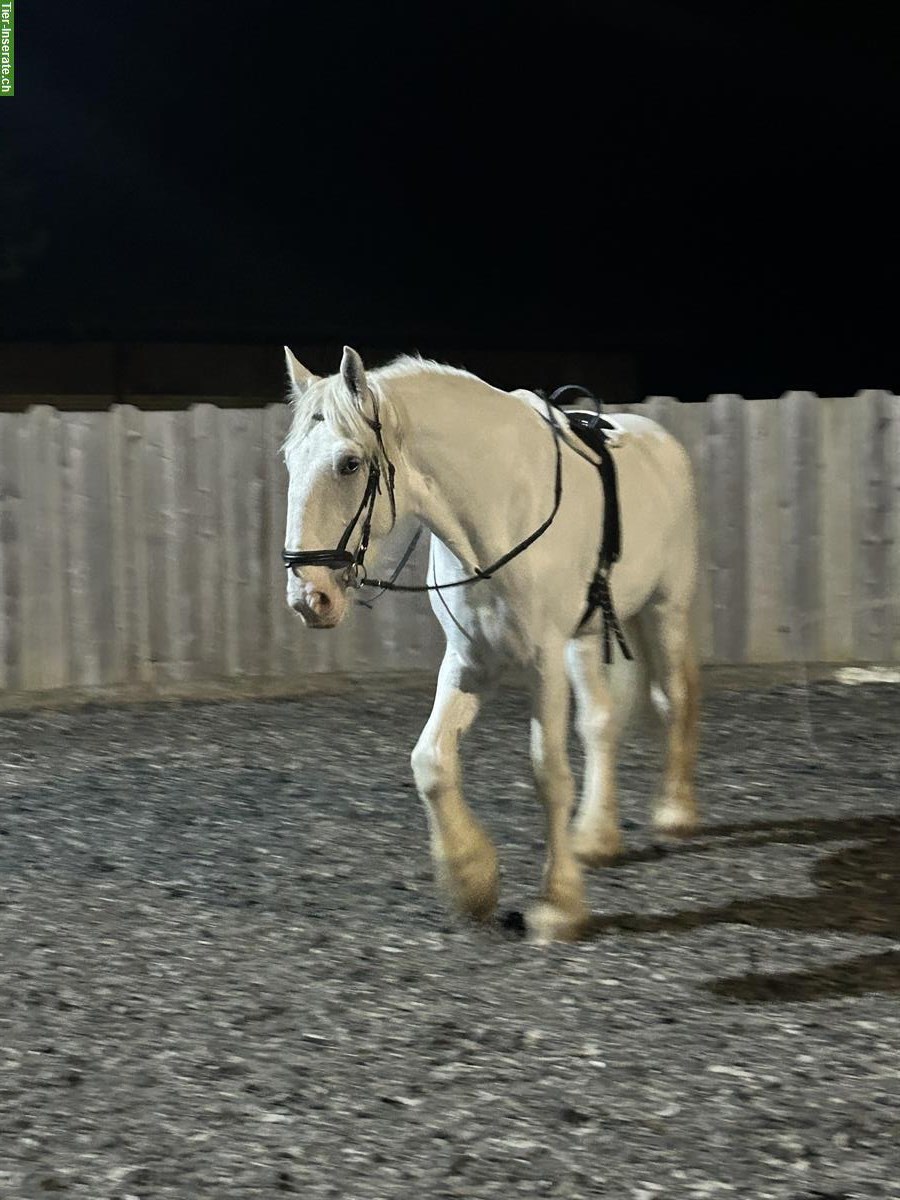 Bild 2: Reitbeteiligung in Hellbühl LU für Friesenwallach & Shire Stute