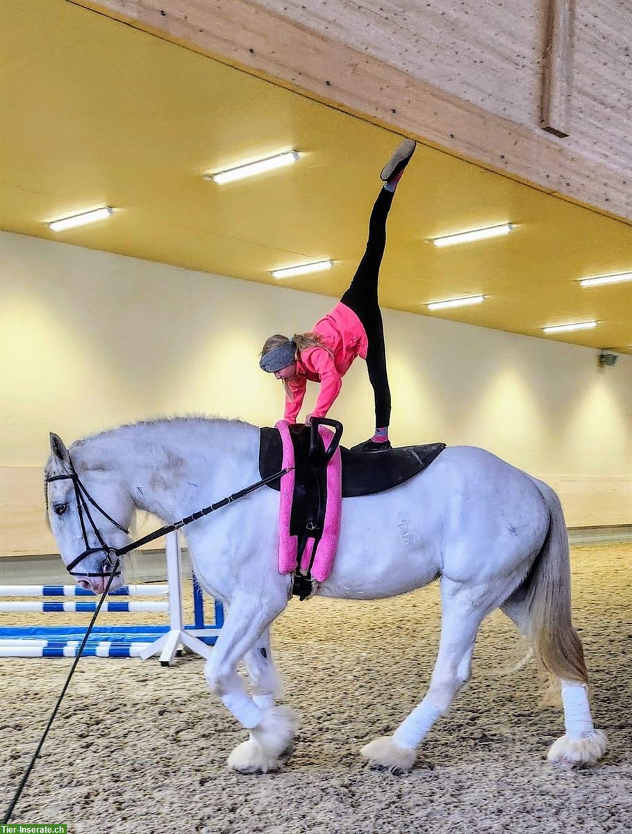 Bild 3: Reitbeteiligung in Hellbühl LU für Friesenwallach & Shire Stute