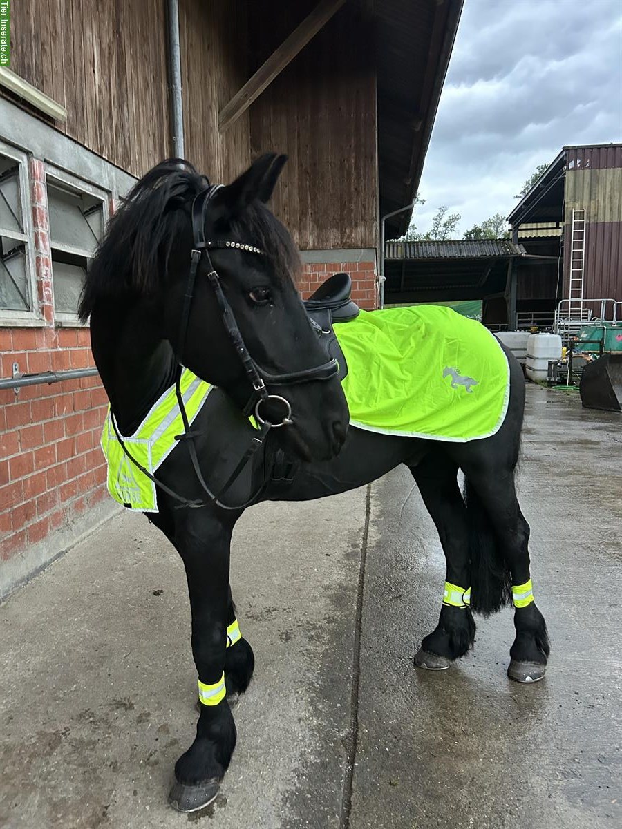 Bild 4: Reitbeteiligung in Hellbühl LU für Friesenwallach & Shire Stute