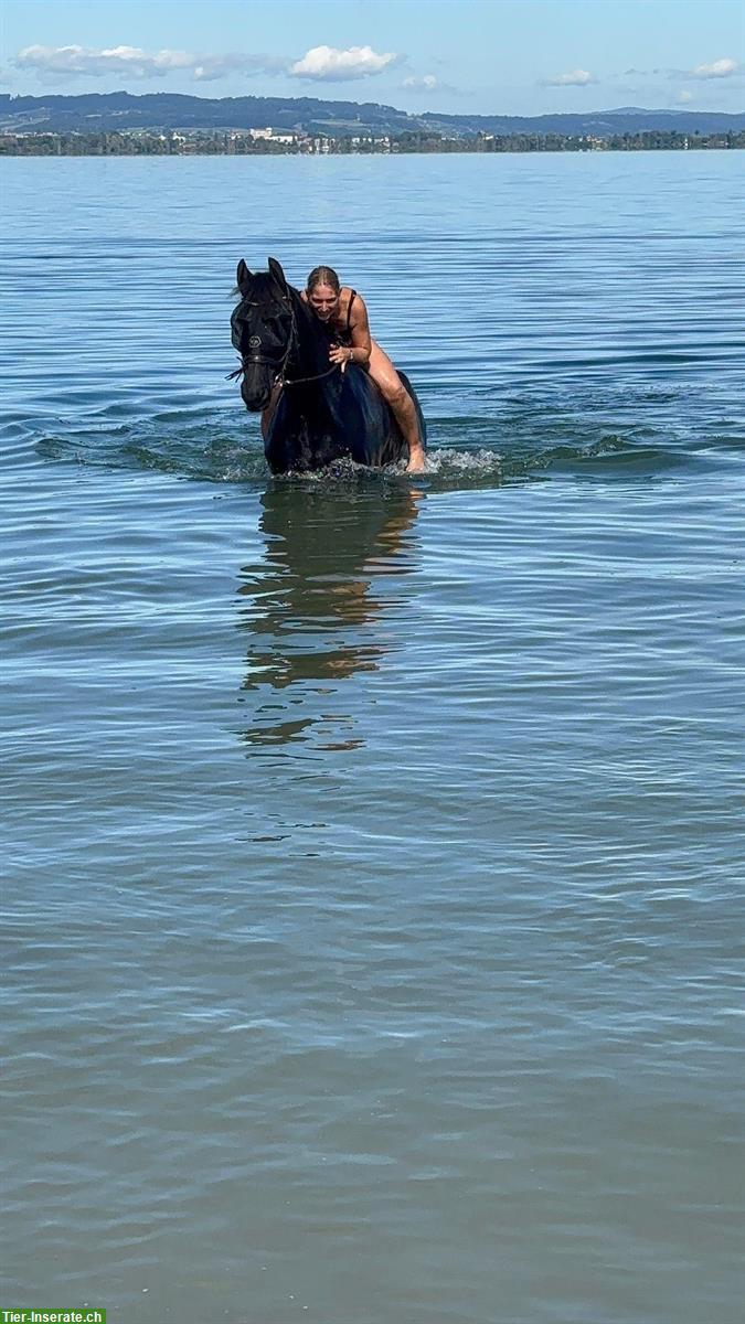 Bild 5: Reitbeteiligung in Hellbühl LU für Friesenwallach & Shire Stute