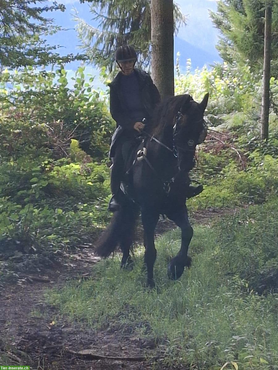 Bild 6: Reitbeteiligung in Hellbühl LU für Friesenwallach & Shire Stute