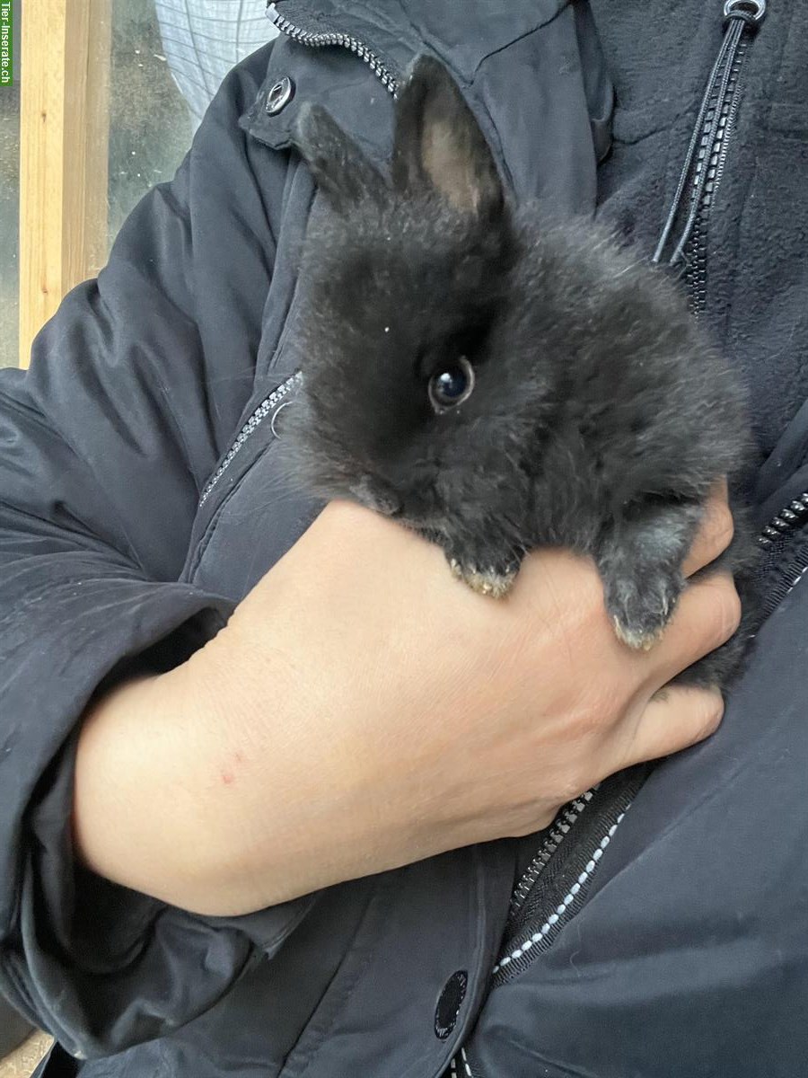 Zwergkaninchen Babys zu verkaufen, Löwenkopf-Mischung