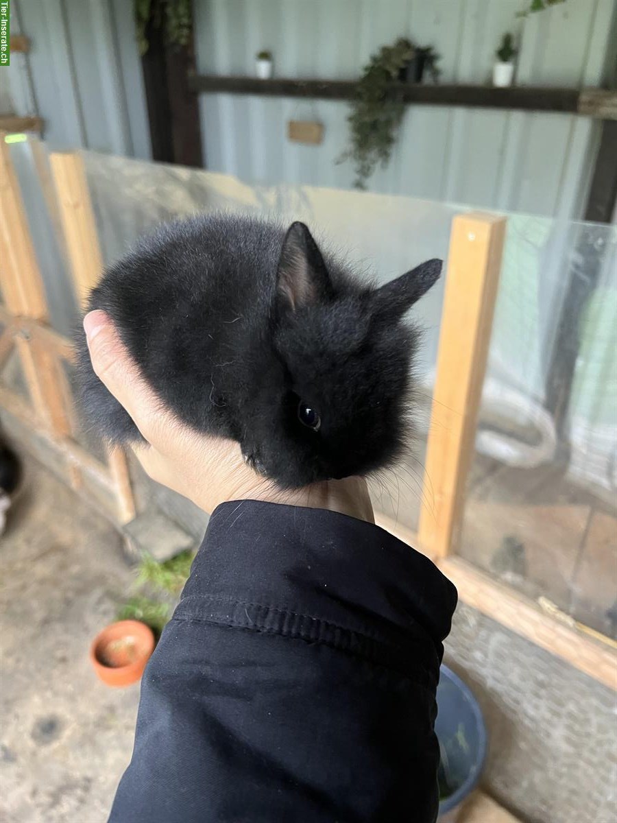 Bild 2: Zwergkaninchen Babys zu verkaufen, Löwenkopf-Mischung