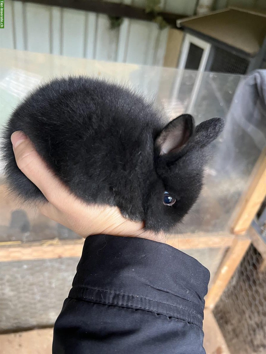 Bild 3: Zwergkaninchen Babys zu verkaufen, Löwenkopf-Mischung