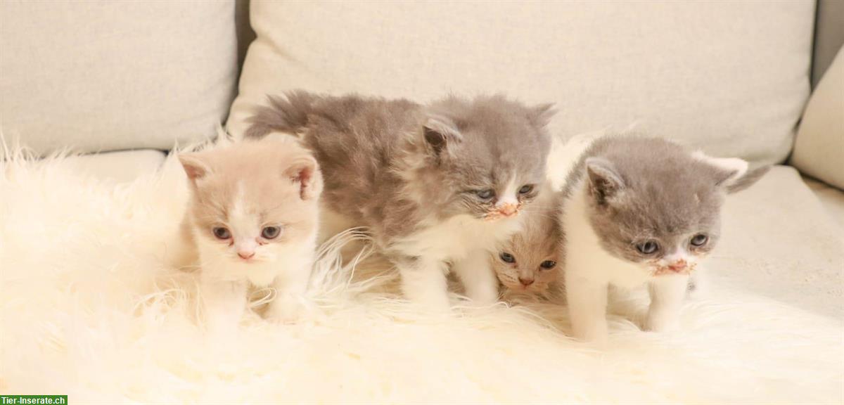 Männliche BKH/BLH Kitten in blue/white, lilac/white