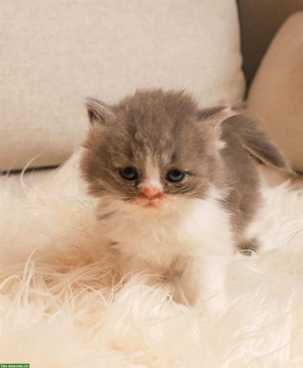 Bild 2: Männliche BKH/BLH Kitten in blue/white, lilac/white