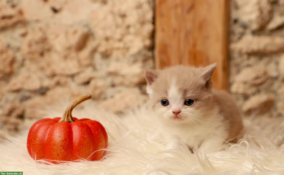 Bild 3: Männliche BKH/BLH Kitten in blue/white, lilac/white