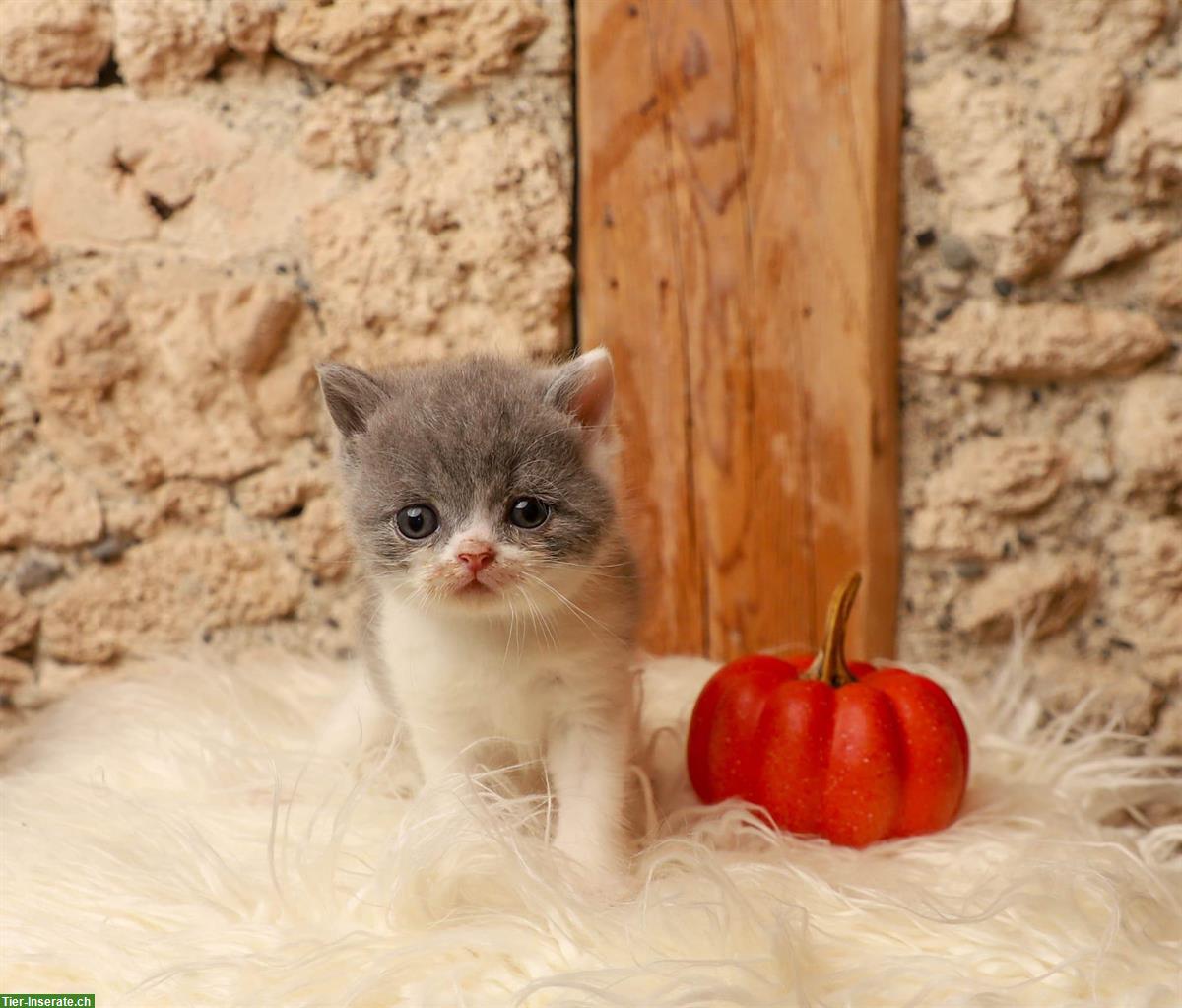 Bild 4: Männliche BKH/BLH Kitten in blue/white, lilac/white