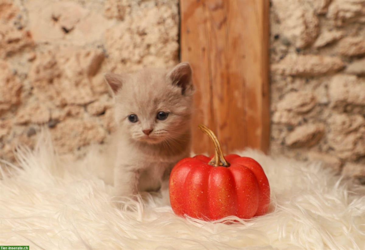 Bild 5: Männliche BKH/BLH Kitten in blue/white, lilac/white