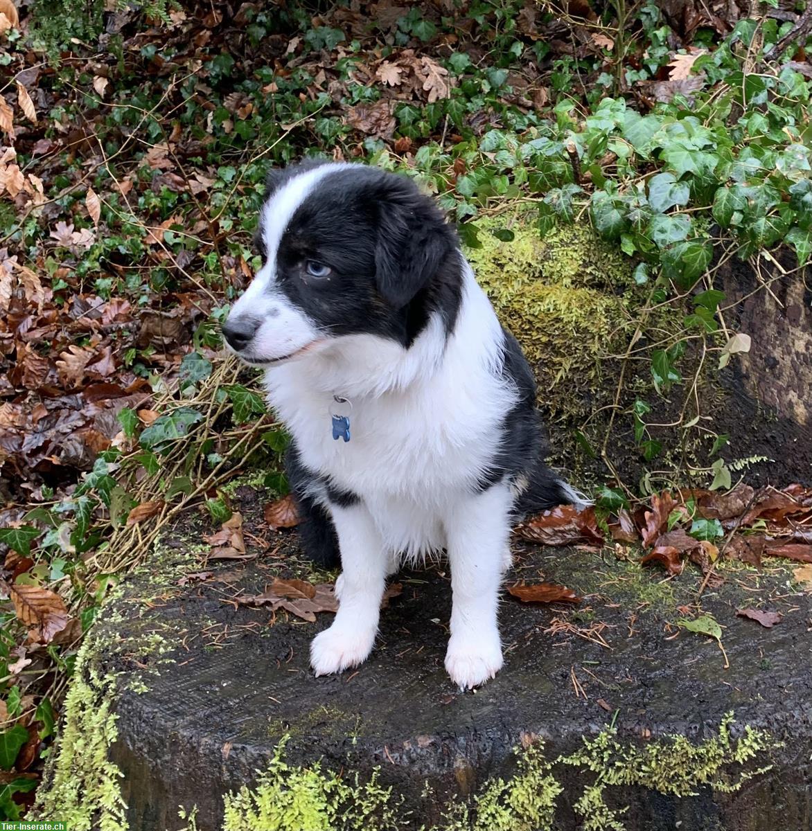 Toy Australian Shepherd Hündin, 14 Monate alt, black tri