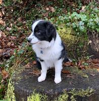 Toy Australian Shepherd Hündin, 14 Monate alt, black tri