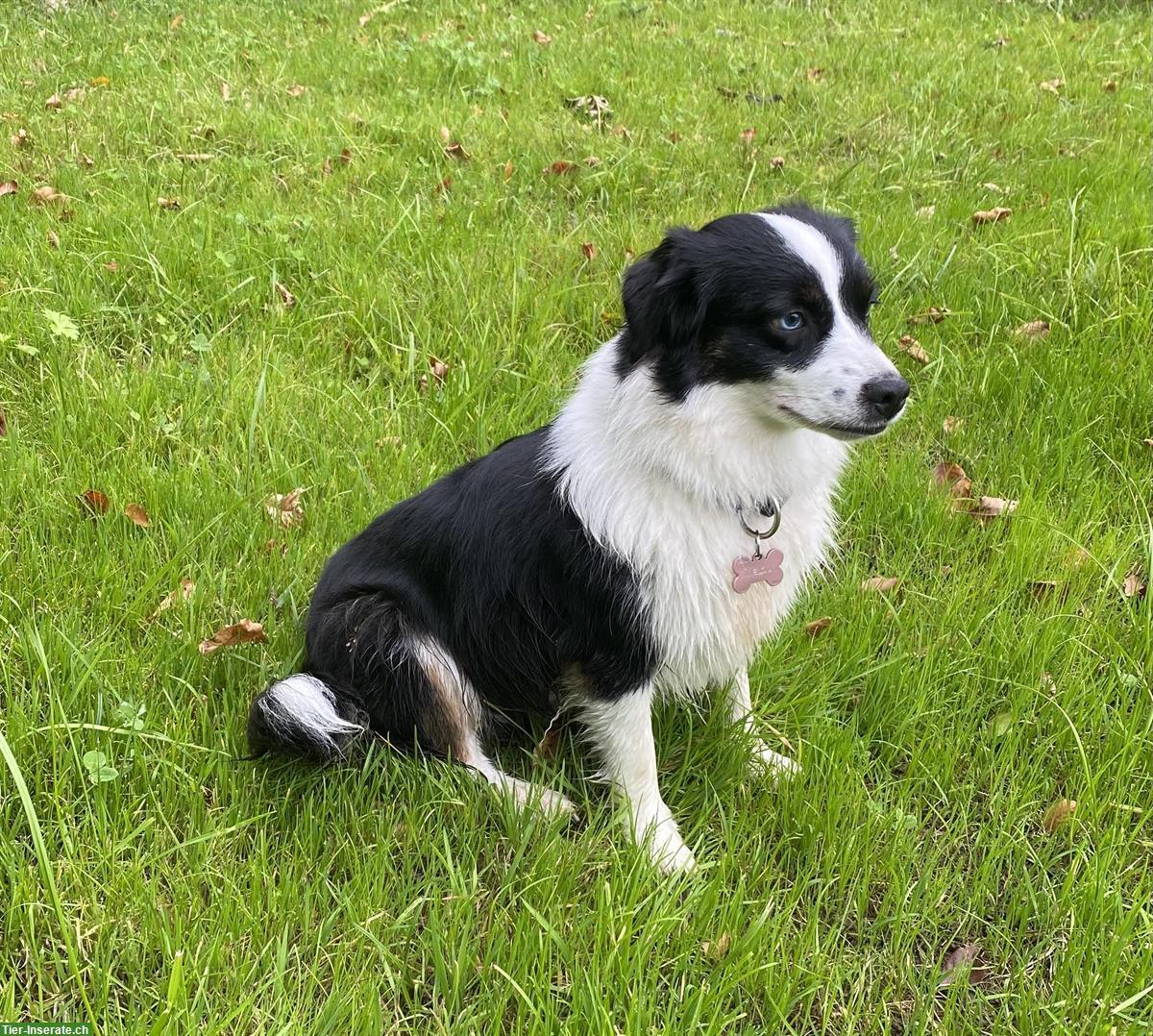 Bild 2: Toy Australian Shepherd Hündin, 14 Monate alt, black tri