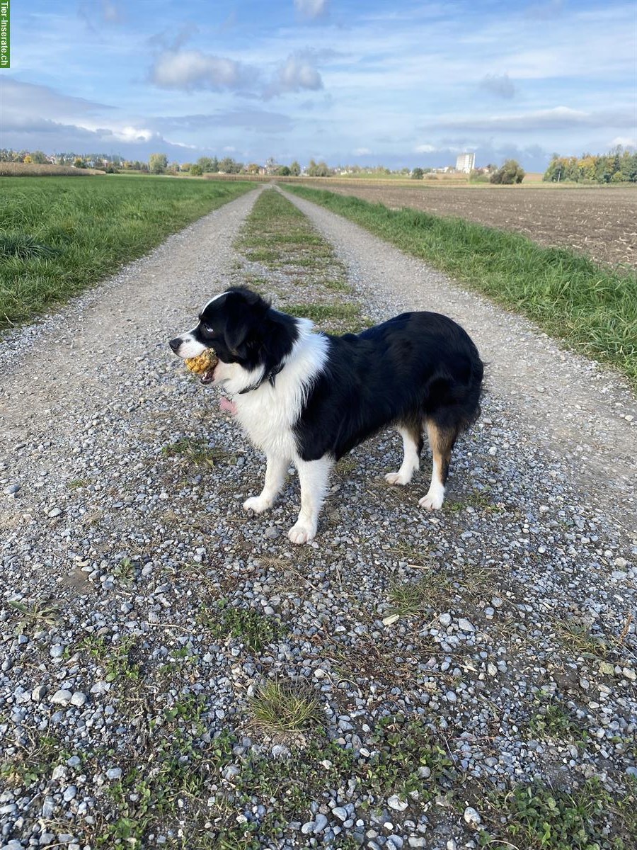 Bild 3: Toy Australian Shepherd Hündin, 14 Monate alt, black tri