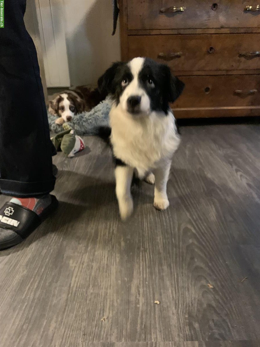 Bild 4: Toy Australian Shepherd Hündin, 14 Monate alt, black tri