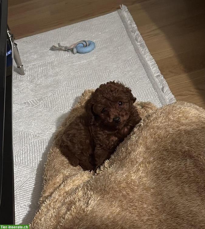 Toypudel Welpen, männlich zu verkaufen