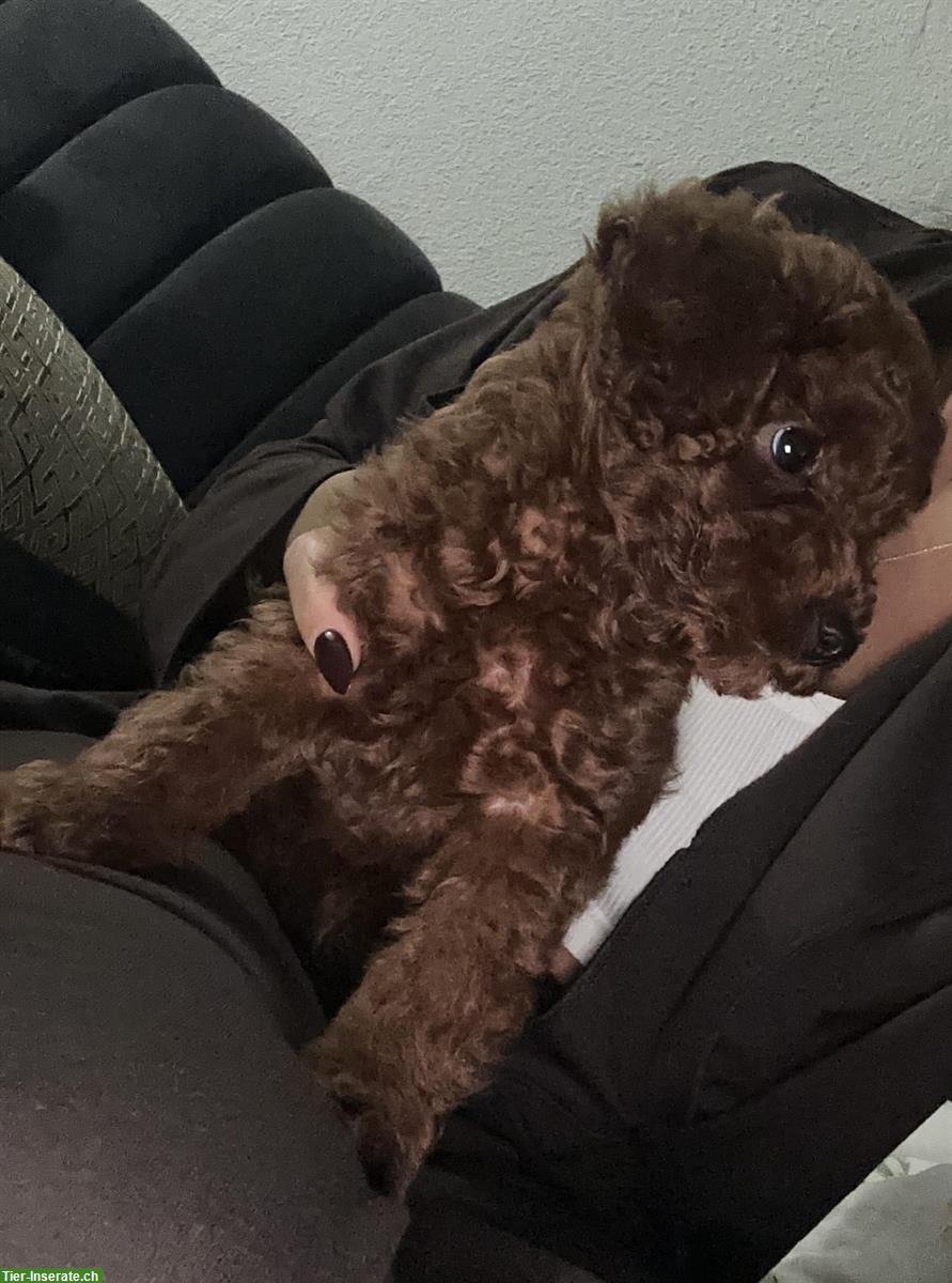 Bild 2: Toypudel Welpen, männlich zu verkaufen