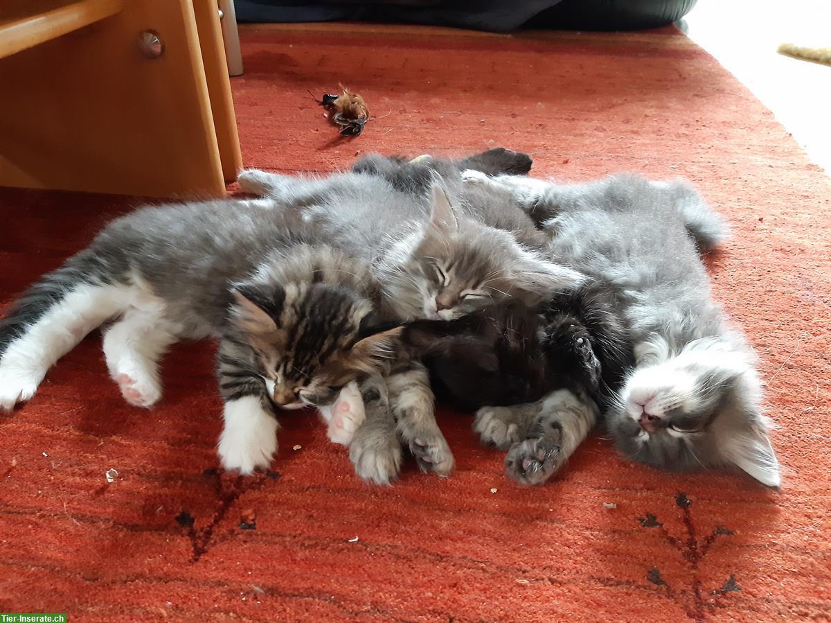 Mischlings-Kitten: Maine Coon x Heilige Burma x Neva Masquerade