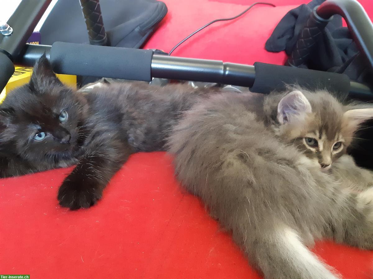 Bild 2: Mischlings-Kitten: Maine Coon x Heilige Burma x Neva Masquerade