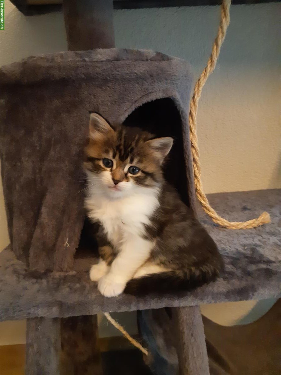 Bild 3: Mischlings-Kitten: Maine Coon x Heilige Burma x Neva Masquerade