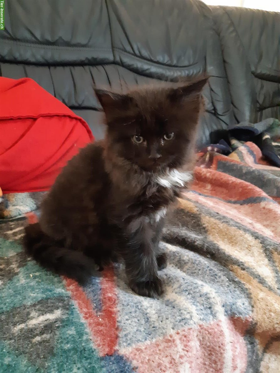 Bild 4: Mischlings-Kitten: Maine Coon x Heilige Burma x Neva Masquerade