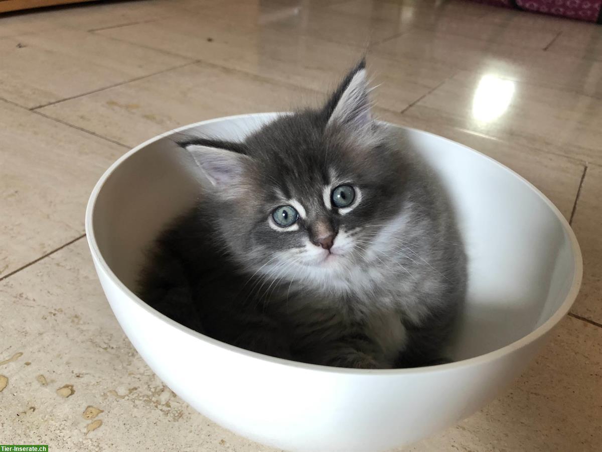 Bild 5: Mischlings-Kitten: Maine Coon x Heilige Burma x Neva Masquerade