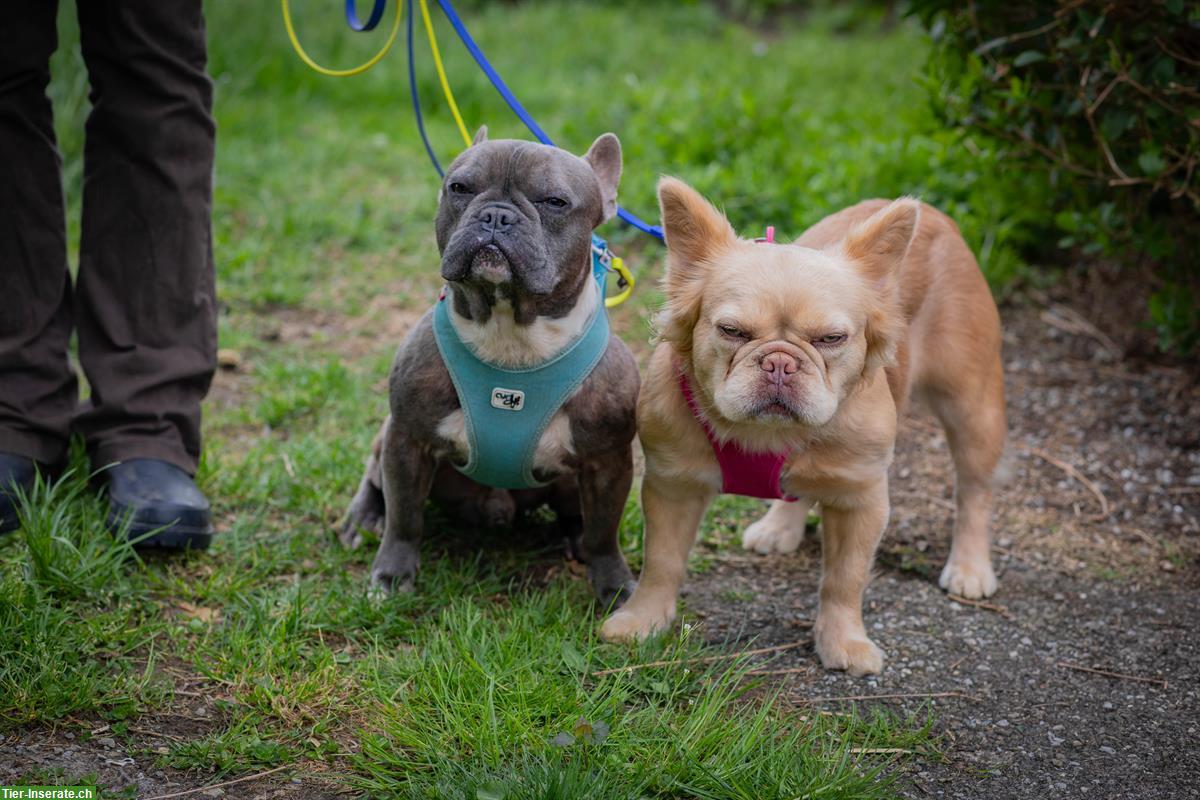French Bully 🐕 Wally & Levy suchen gemeinsam ein Zuhause 🐕