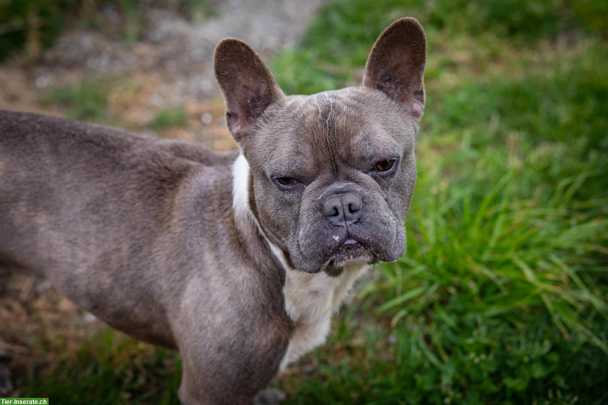 Bild 2: French Bully 🐕 Wally & Levy suchen gemeinsam ein Zuhause 🐕