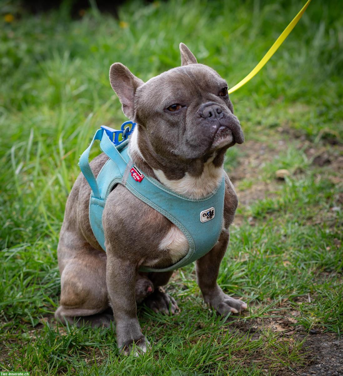 Bild 3: French Bully 🐕 Wally & Levy suchen gemeinsam ein Zuhause 🐕