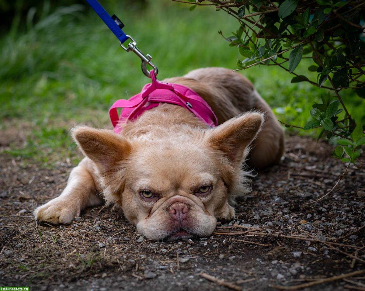 Bild 4: French Bully 🐕 Wally & Levy suchen gemeinsam ein Zuhause 🐕