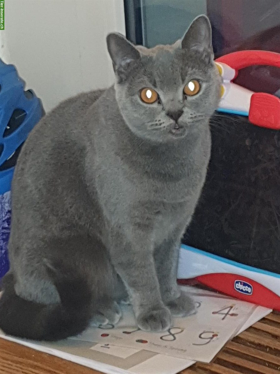 Reinrassige BKH Katze, 3-jährig sucht ein Zuhause