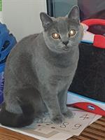 Reinrassige BKH Katze, 3-jährig sucht ein Zuhause